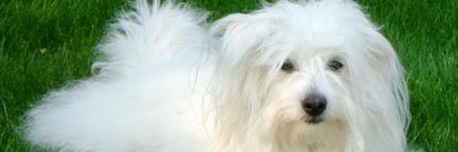 smalldoginfo's tweet photo. https://t.co/LCSQijYycb - #Catfriendly #Dogfriendly #Friendly #Frisky #Healthy #Affec https://t.co/TQ5vlF3CMp