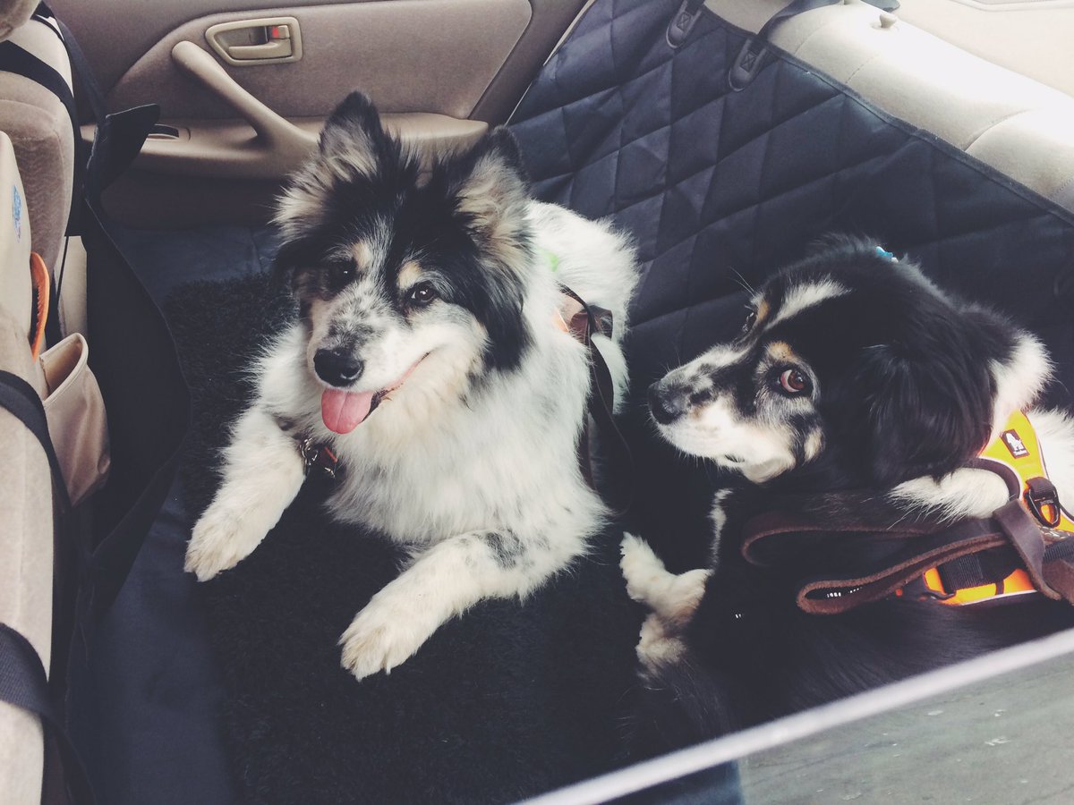 sweetjaxaussie's tweet photo. Mom, I don't have space to lie down.

#doggiethoughts #CJLPack #carrides #senioraussie #aussierescue @sweetladyaussie https://t.co/sXU9vJF4CZ