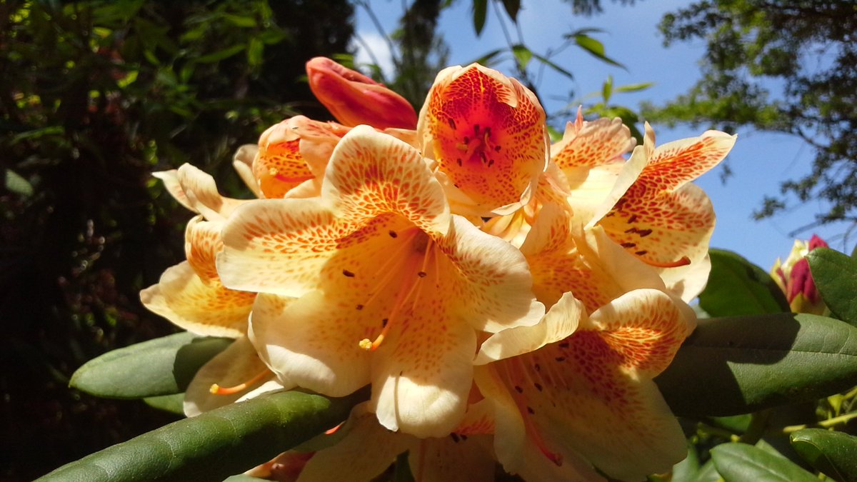 CowGardenFair's tweet photo. Cowichan Valley Garden Fair, enjoy 30+ vendors of plants, services &amp; related clubs, April 29, 10-2 at Cow Ex, N of Duncan. Free! https://t.co/h7NyLTOIIv