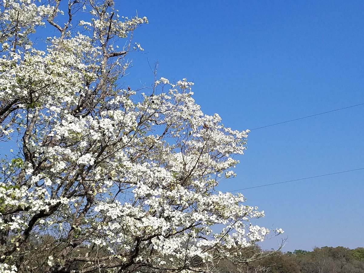 ScheffCAE's tweet photo. When it's deadline but it's also first day of Spring, you find the time for an energizing walk! #juxtaday #IWorkBetterUnderPressure https://t.co/mIWohA1maa