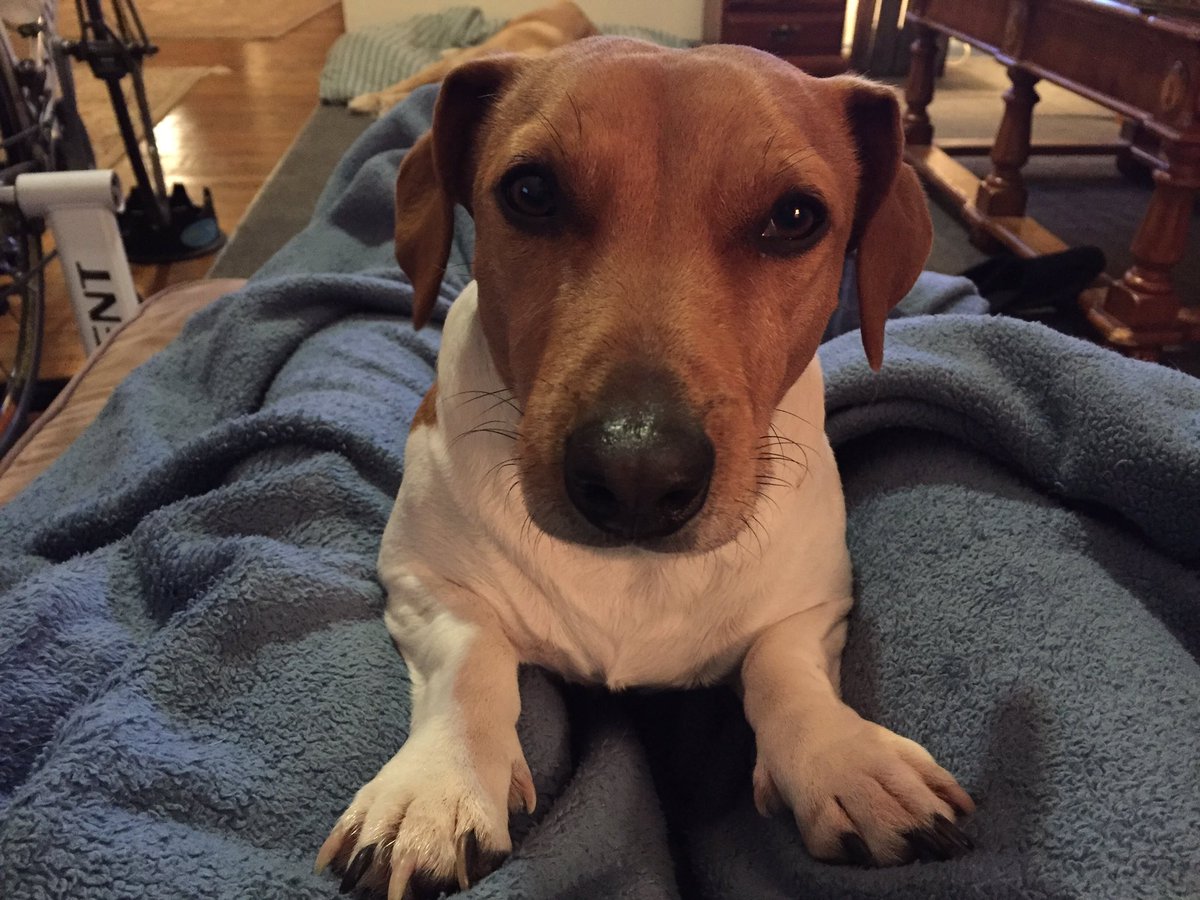 CadenceFee's tweet photo. My lil nugget Bubba 😊 https://t.co/rmSSiF7hpf