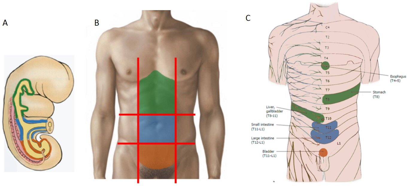 Gallbladder Referred Pain