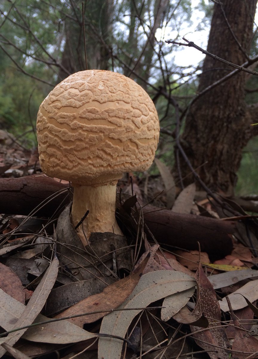 fawnaphlora's tweet photo. Happy harmony day #fungi #mushrooms #kuringai #biodiversity #nature https://t.co/BsZ506zNn3