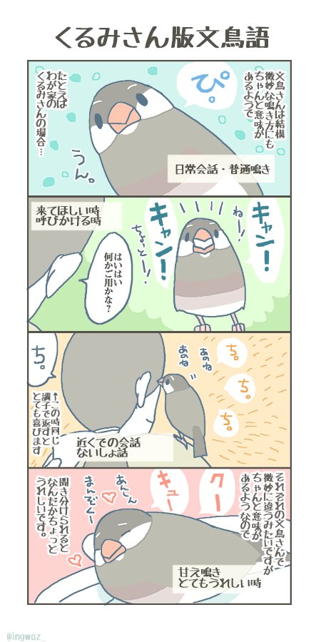 本当に細かい音の違いなのですが、気持ちがわかると なんだかうれしいです。

#buncho #javasparrow #文鳥 