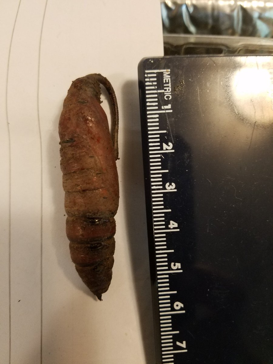 Massad_Class's tweet photo. We observed this in class today. It is the pupa of a sphinx moth! A great introduction to life cycles..... @PattonInnovates https://t.co/h4AoOzY08j
