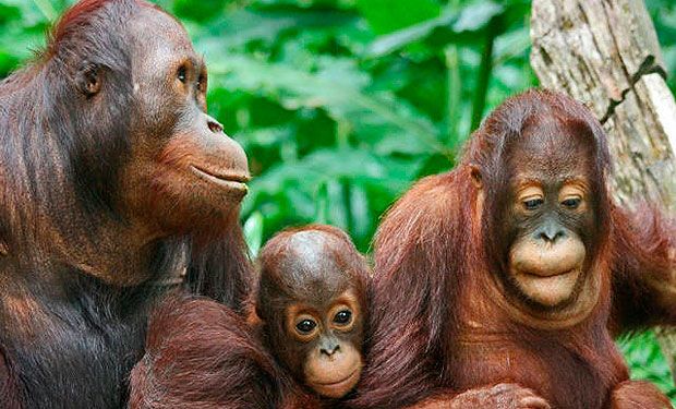 Ecogranjero's tweet photo. Quedan en el mundo cerca de 6.000 orangutanes
El hombre mata aproximadamente 1000 al año .... https://t.co/Ho2wcU3MBz