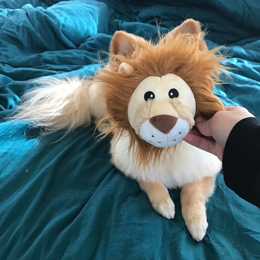 classyaspup's tweet photo. The lion has a special tongue that is rough enough to peel the skin of their prey away from the flesh. If a lion li… https://t.co/nMGu9GnfPE