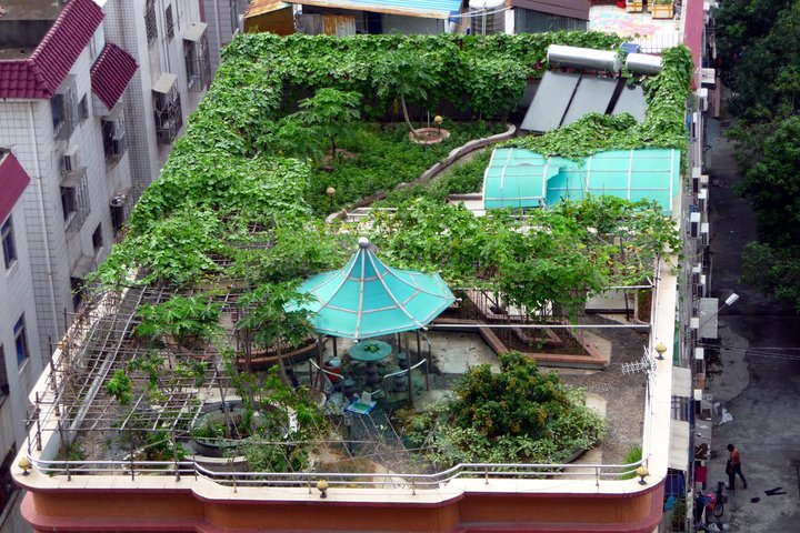 Orgeonics_Roof's tweet photo. If you want to grow vegetables domestically then the terrace farming is a good alternative

Call: +91-89688-17797| https://t.co/mqDIFCRTvy https://t.co/gEz5SledZ4