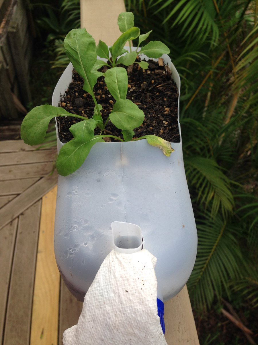 DIY recycled wicking compsoting garden. It's small but functional and cool!