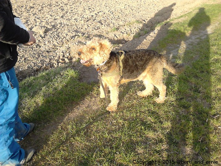 Berti_and_Ernie's tweet photo. Todays haircut is inspired by:
Lions, your friendly neighbors from the continent next door.
#funny #dog https://t.co/ZyF5h79dxs