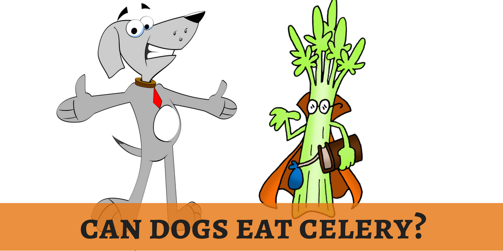 lovedogbabe's tweet photo. I love celery recipes as it is rich in dietary fiber. Will our doggies too love celery? Slim it now!
https://t.co/mhbQQHszVD
#dogbabe https://t.co/ZcuGzwE5pY