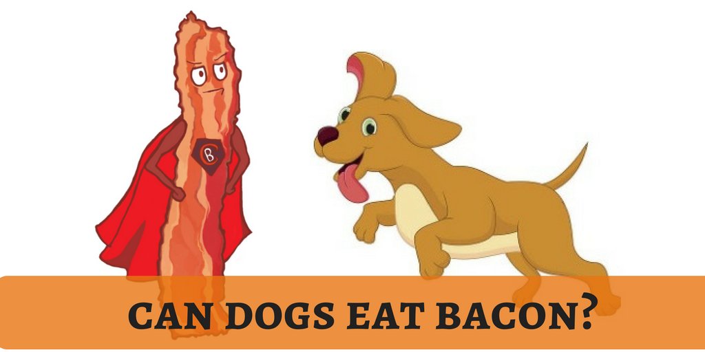 lovedogbabe's tweet photo. Lazy man's diet bacon is good for humans. What about this lazyman's recipe for dogs?
https://t.co/tOBw0IPMa1
#dogbabe https://t.co/YZ9c7oyI6L