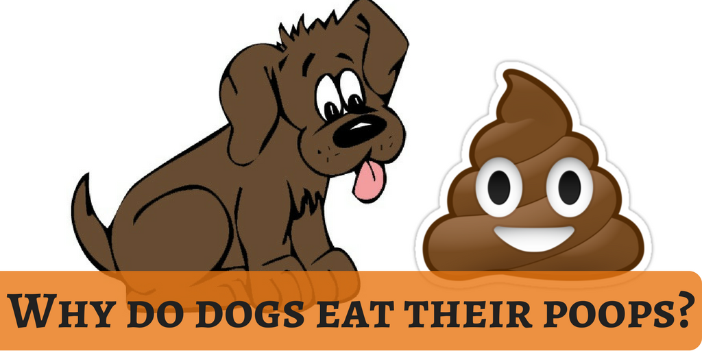 lovedogbabe's tweet photo. We would feed premium foods to dogs. Still they eat their poops. Reveal the secret of healing the habit!
https://t.co/BtAq2jlMVy
#dogbabe https://t.co/ublpf3RPjm