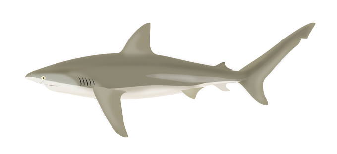 サメのtwitterイラスト検索結果 古い順 サメのtwitterイラスト検索結果 古い順