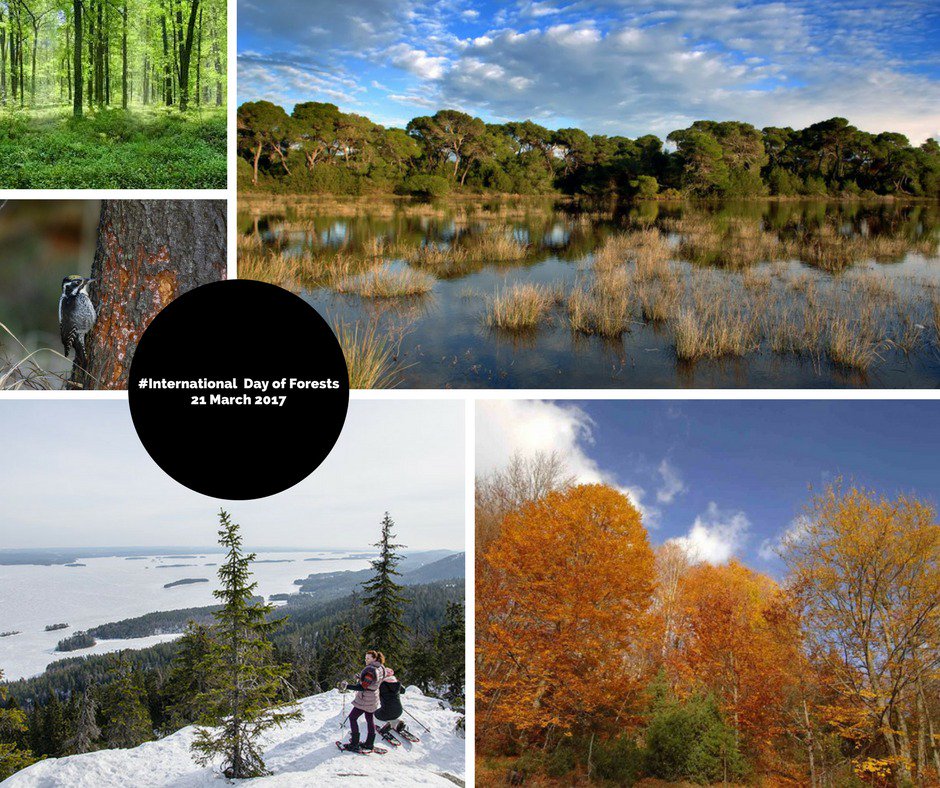Today is #IntlForestDay.Over 550 #LIFE_projects have been restoring &amp; managing forest habitats in #Natura2000 sites bit.ly/2nNvzOG