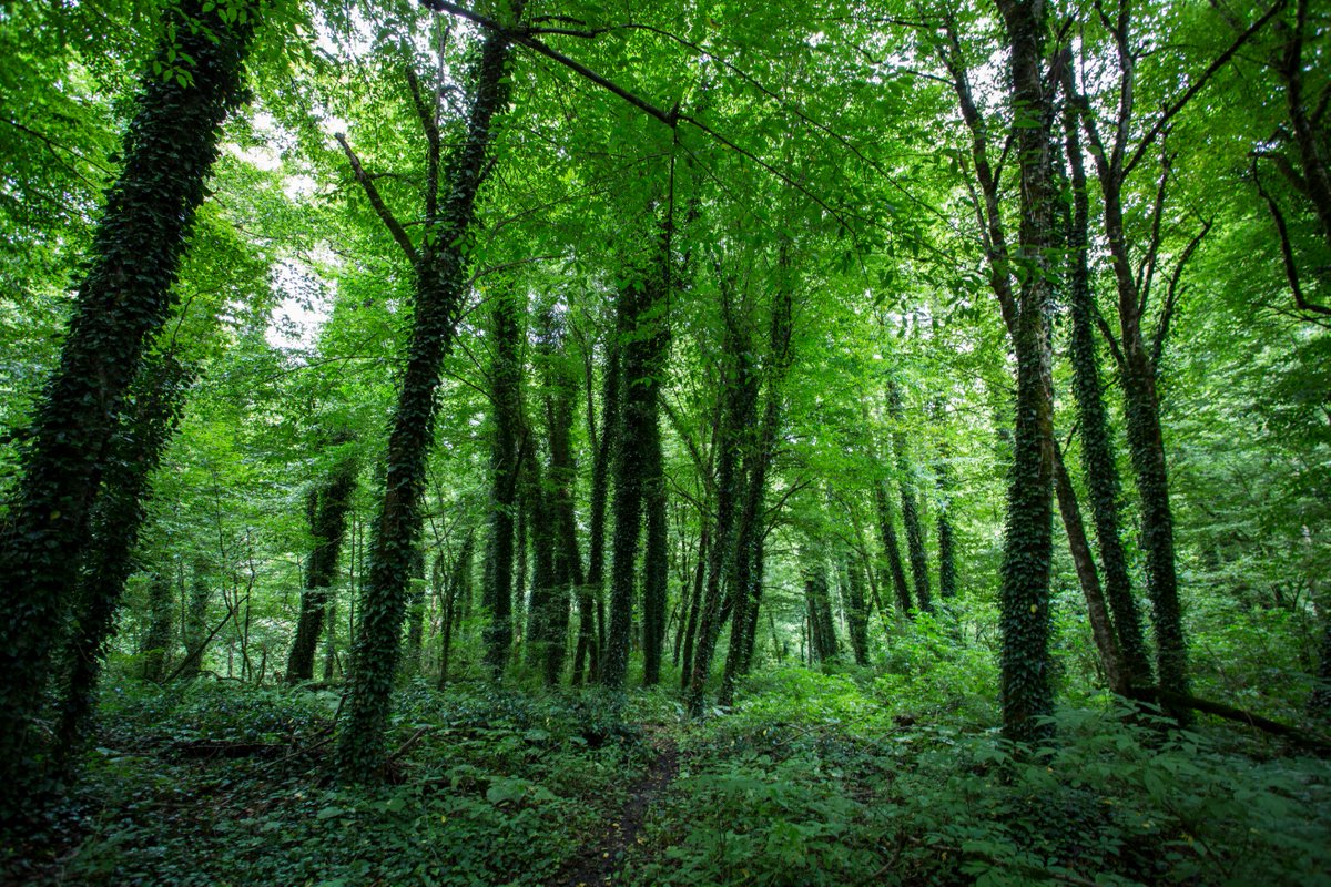 International Day of Forests
#IntForestDay #NationalParks #Georgia #ProtectedAreas #Travel
see more ➡ https://t.co/E4EmabvW0l https://t.co/llN0QQyN2T