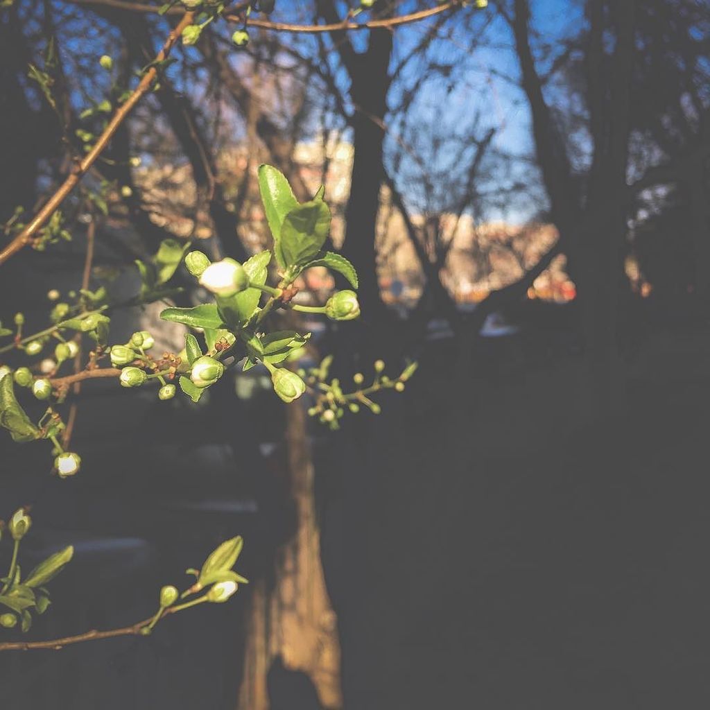 danpandrea's tweet photo. Life #springishere #bucharestbyday #blooming https://t.co/S6PgN0sQcP https://t.co/PoYj1JHnk9