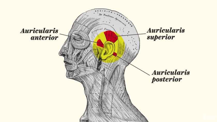 imnotmeilin's tweet photo. [3] auricularis anterior &amp; posterior: หน้า - หลัง
auricularis superior : ขึ้น - ลง
ซึ่งจริงๆ มนุษย์เราในยุคโบราณทำกันได้อยู่แล้ว + https://t.co/Rr1yXdNUAl