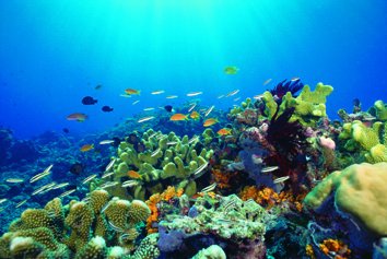 cairnsdive's tweet photo. Great Barrier Reef Snorkel Day Trip on MV Sunkist is only $100! Available Fri, Sat &amp; Sun only! Click on link to book
https://t.co/R396oJdCJf https://t.co/CkxUOTATgL