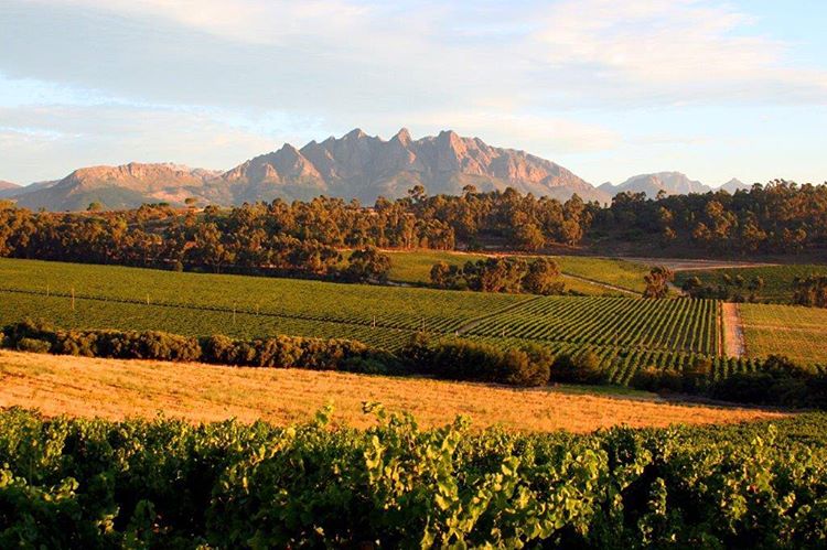 BridgeHopeWine's tweet photo. The vinyard our great wine comes from🍷

#Wellington #Vines #WineLover #SouthAfrica #Vinyards #Wine #TheBridgeOfHopeWine #TheBridge https://t.co/YJNNfzI6A9