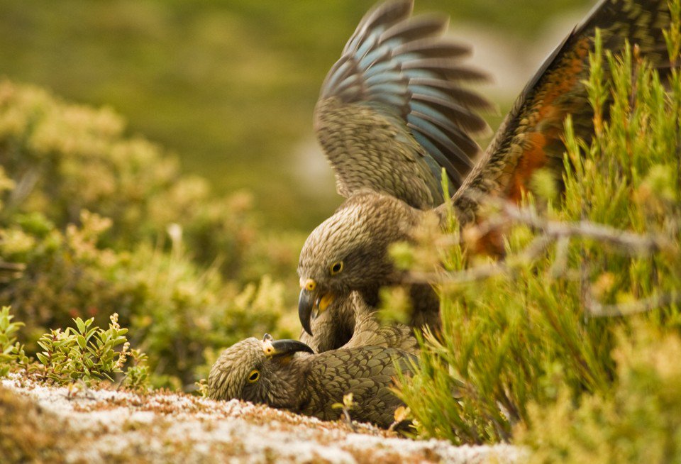 The Kea parrot has a call that makes other keas playful—a lot like human laughter, writes <a href="/edyong209/">Ed Yong is not here</a> theatln.tc/2n7qFxR