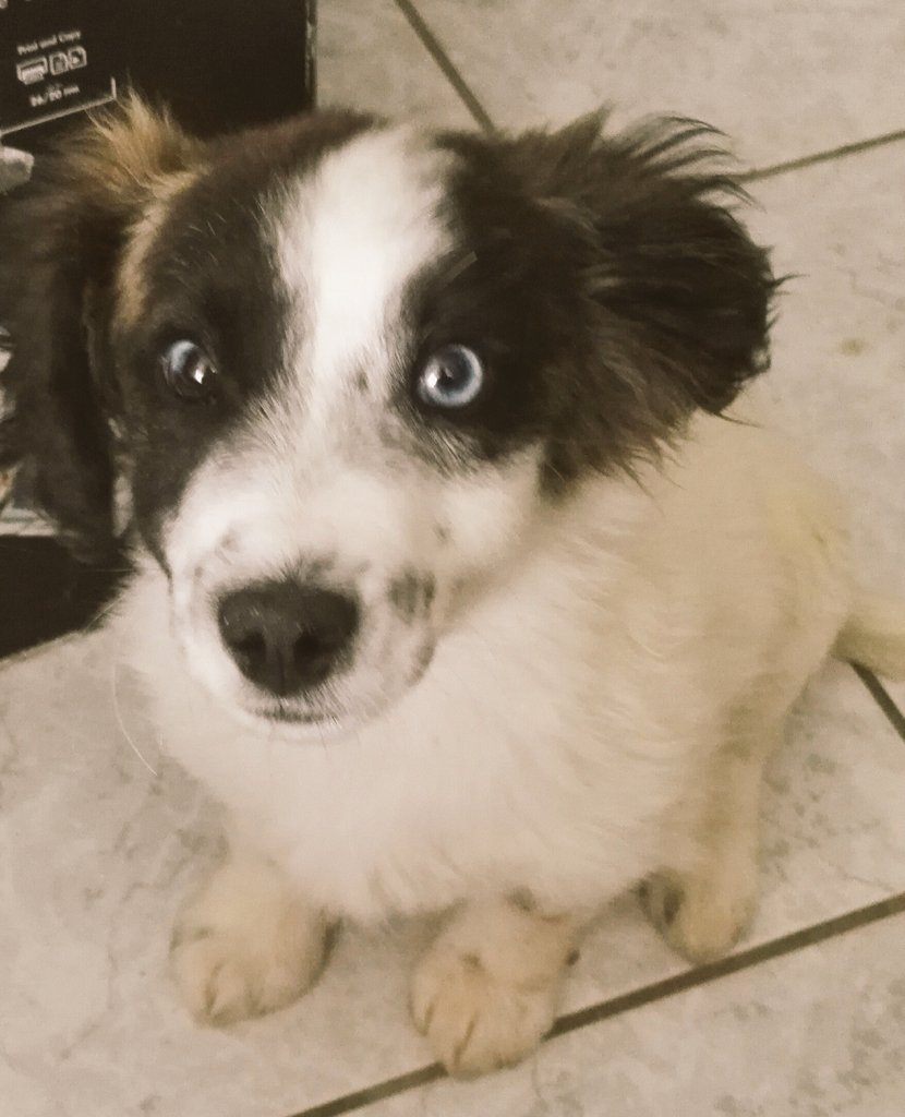 Samos Animal Welfare tweet media