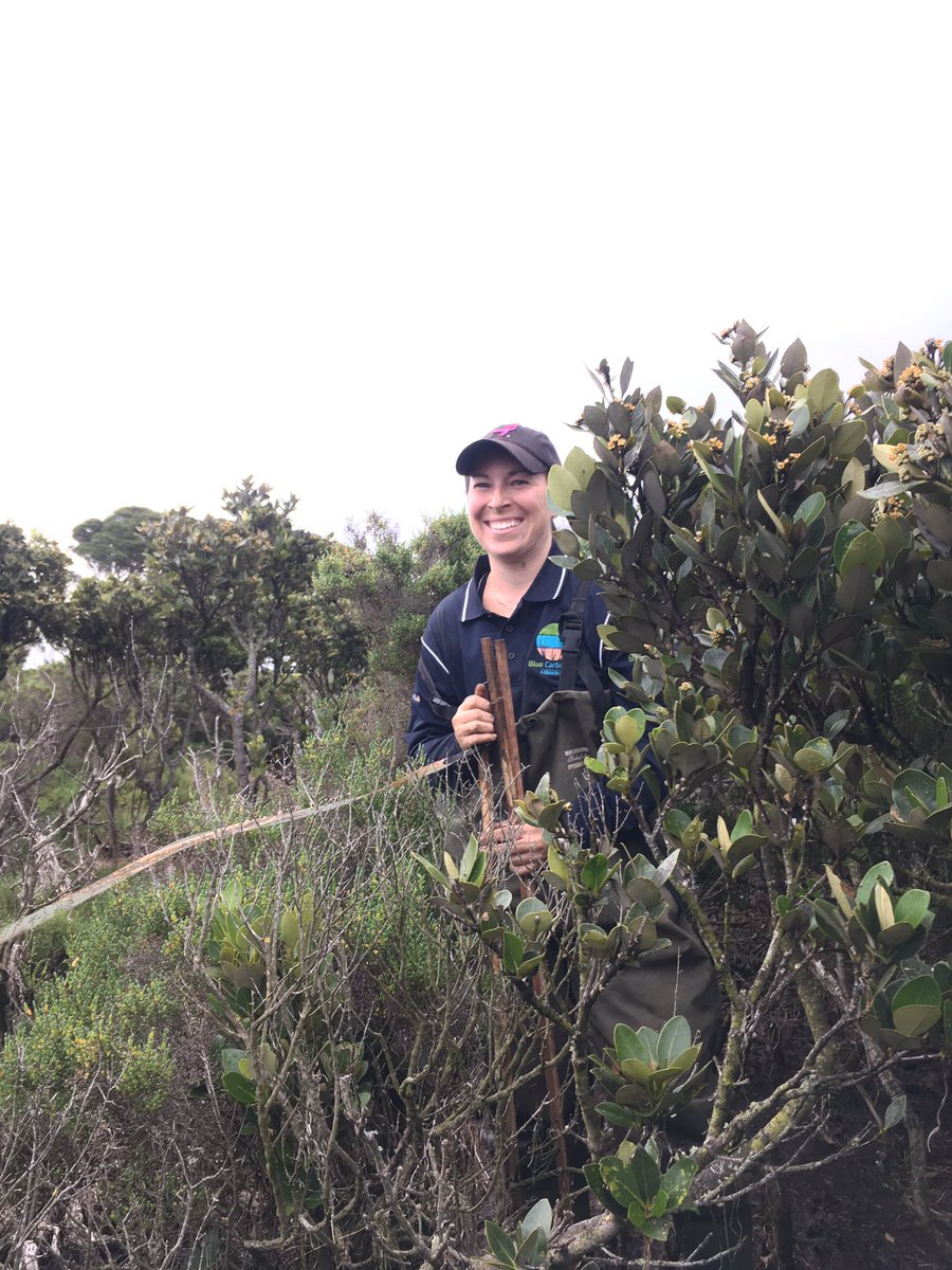 PaulECarnell's tweet photo. We're off to sample the #mangroves the wonderful #mangroves of Oz! Another great day in the field for #OzMOW #MappingOceanWealth https://t.co/gnb66hXBfg