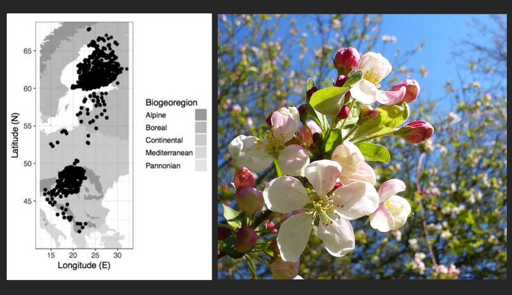 EspaiGeo's tweet photo. En 40 anys,la floració des de N-S Europa s'avança fins 9 dies #Primavera #Fenologia #CanviClimàtic .@c3climatechange https://t.co/7U5s8jwbLB https://t.co/CJyyt442dV