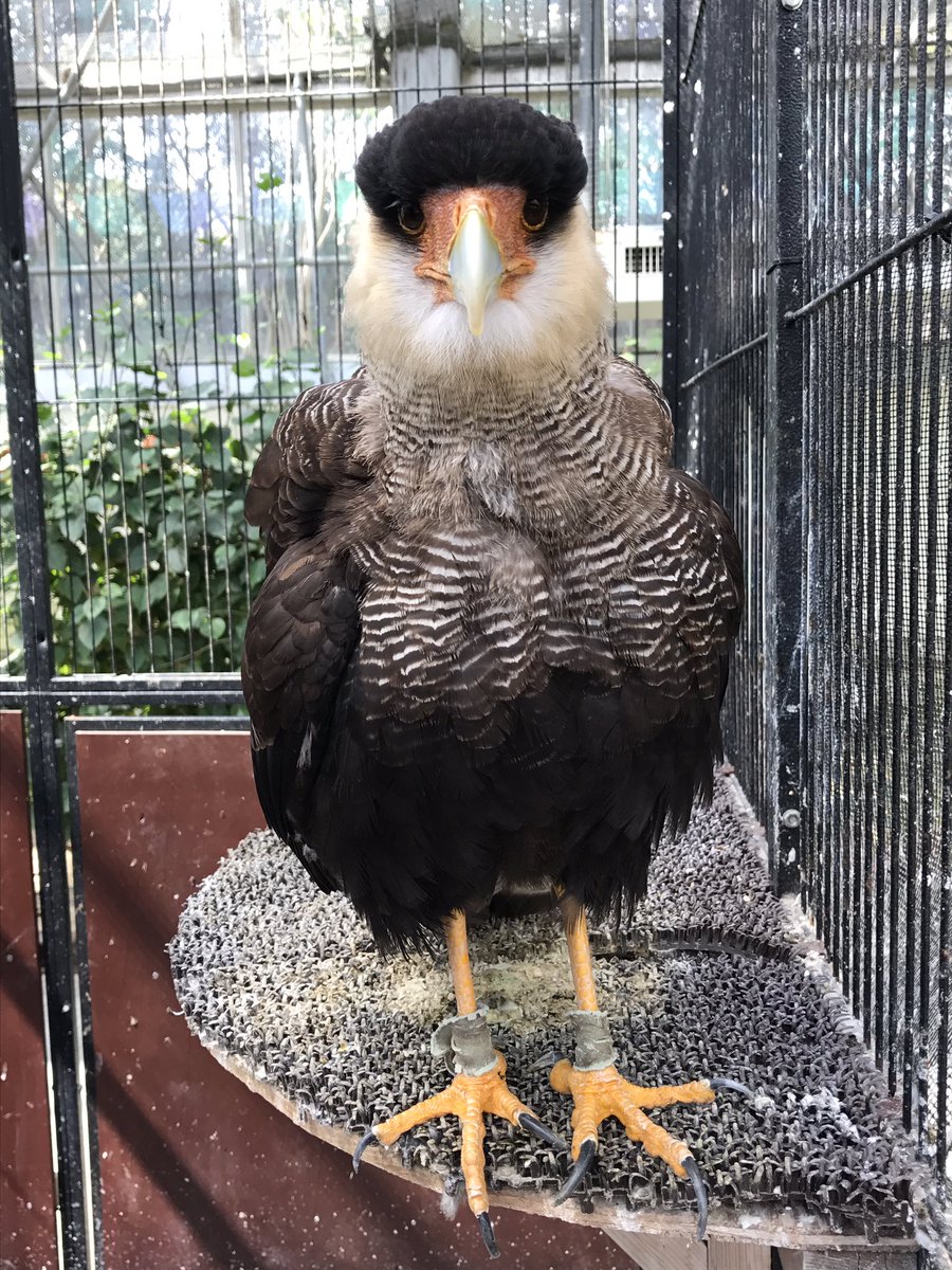 さざなみーず カンムリカラカラのグリフォン正面顔カワイイ 猛禽とは思えない可愛さ 掛川花鳥園 カンムリカラカラ T Co Bqk74hcafs Twitter