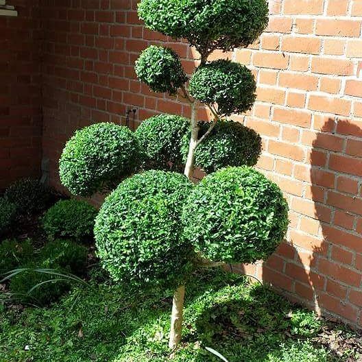 _gardenservices's tweet image. Do you have #topiary #boxhedging or #cloudpruning in your #garden? Is it getting on top of you? Leave it to us Vines 07460 869343