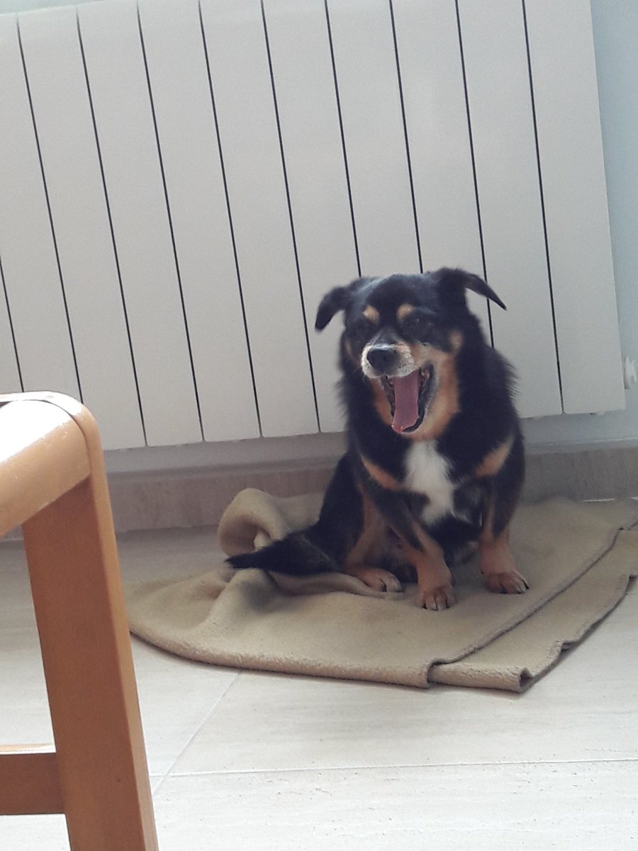 noerocajones's tweet photo. Qué pereza mañanera... 😴😴 #Bdías #Flapy https://t.co/yq20rv3ojM
