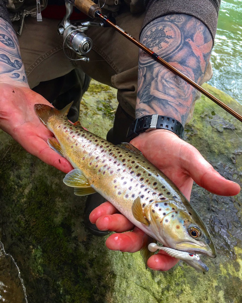 cumpston_304's tweet photo. Put the hurting on few more stream dwellers yesterday. 🎣 #Catch&Release #WildBrown #ButterBelly #StreamSharks #WhatGetsYouOutdoors https://t.co/qAOm0tgxFL
