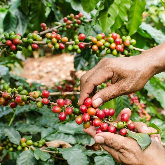 LeptinGreenCofe's tweet photo. Don't stay behind - discover what's new on our latest blog! Where Does Green Coffee Bean Come From? https://t.co/yZfqRTSNih https://t.co/fT0mSYj4mR