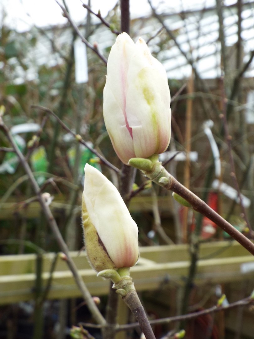 penralltnursery's tweet photo. #SignsofSpring amongst our trees... Large beautiful buds appearing on this #Magnolia #EskimoWhite, which produces #frostresistant flowers. https://t.co/25q0RUtL9t