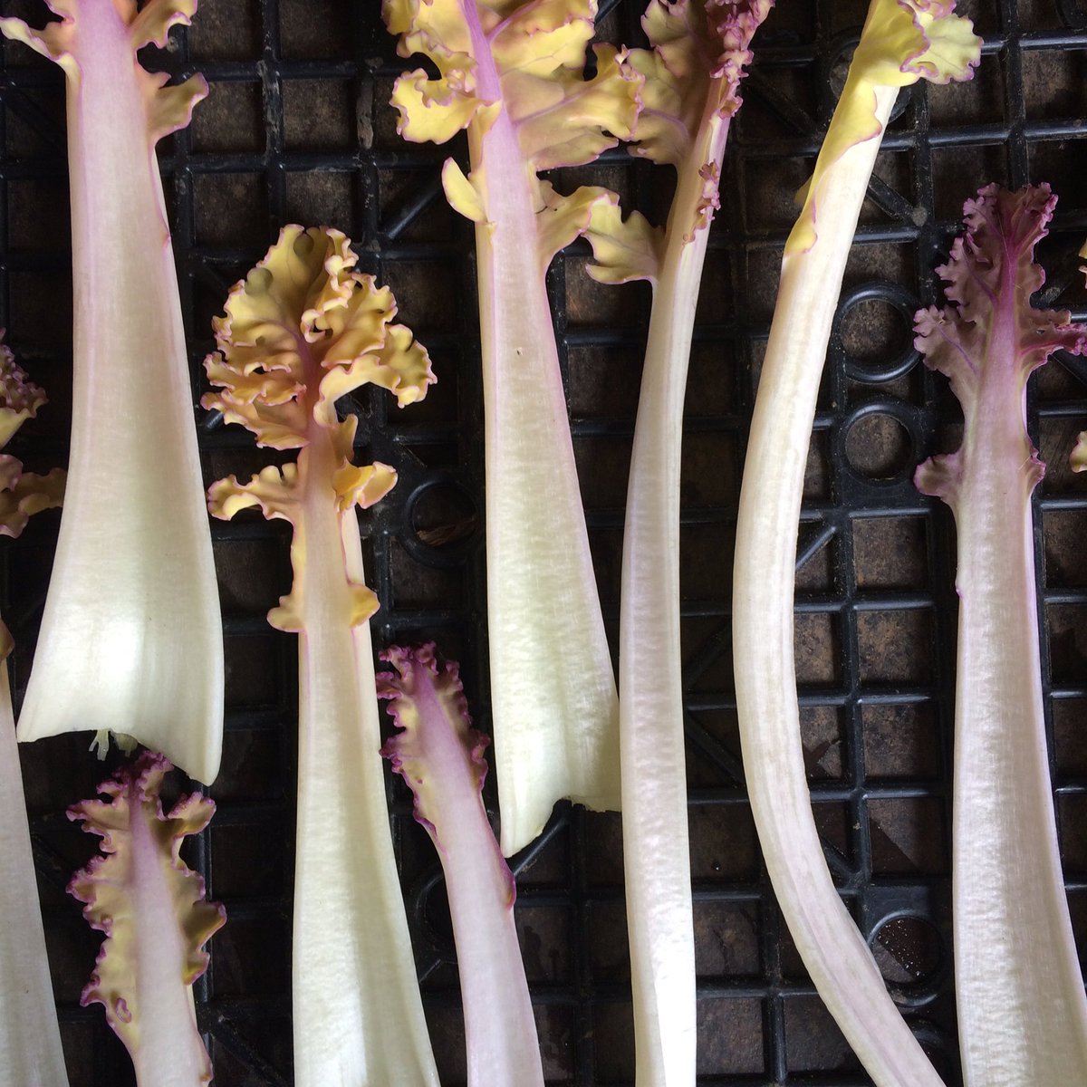 #IsleofWight Sea Kale #Thompsons <a href="/RThompsonIOW/">Robert Thompson</a>