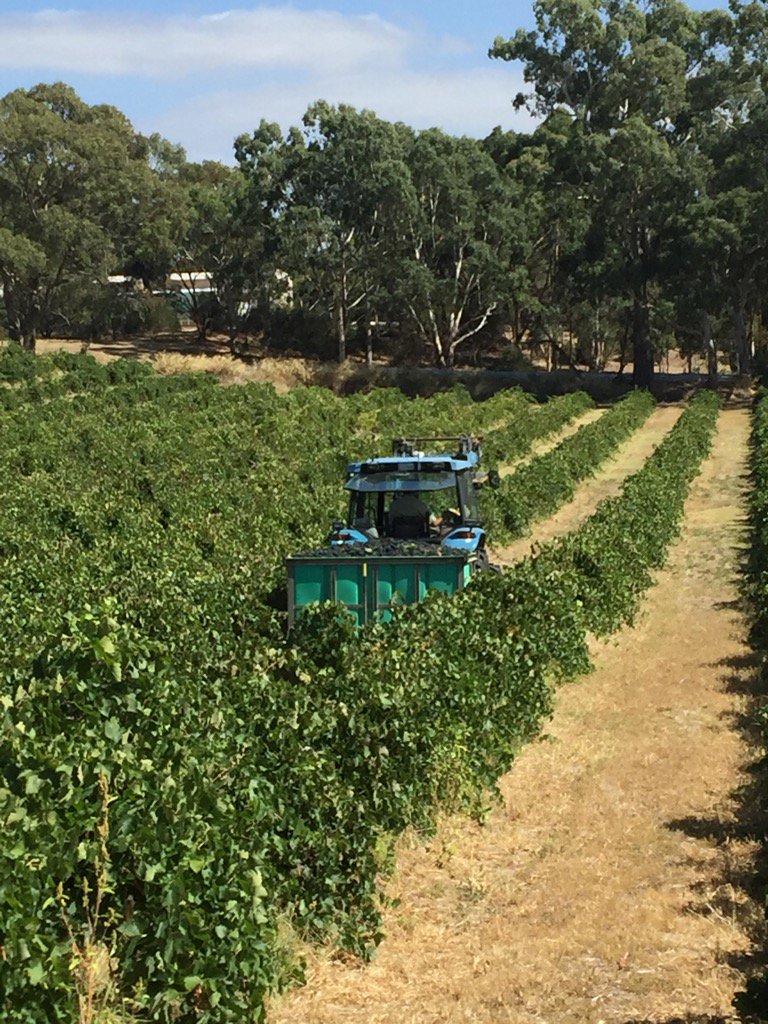 Bring in a bin of 1926 planted Shiraz joy.