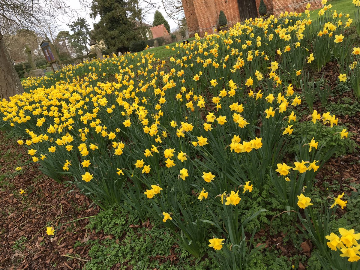 paulinedaniels's tweet image. Spring in Gestingthorpe..#gestingthorpe #spring #seconddayofspring
