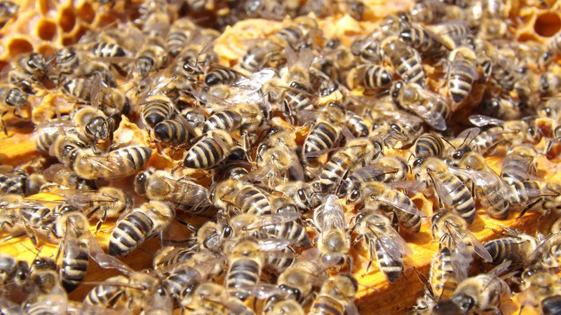 britishbee's tweet photo. Beekeepers across the world are finding it harder to maintain a good standard of living from keeping bees #honeybees https://t.co/9xu29nk5GM https://t.co/0RWCpxCuWj