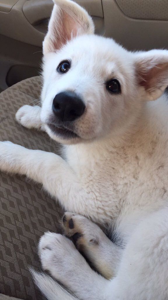 German Shepherds tweet media