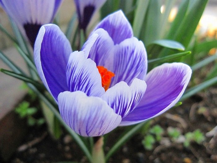 クロクス アヤメ科 クロッカスさんよ もともと私の名前は花のcrocusだから 英語読みなら同じよ 登録時に何人か被ってたから学名風のラテン語読みに変えたの T Co I8payo6gpx