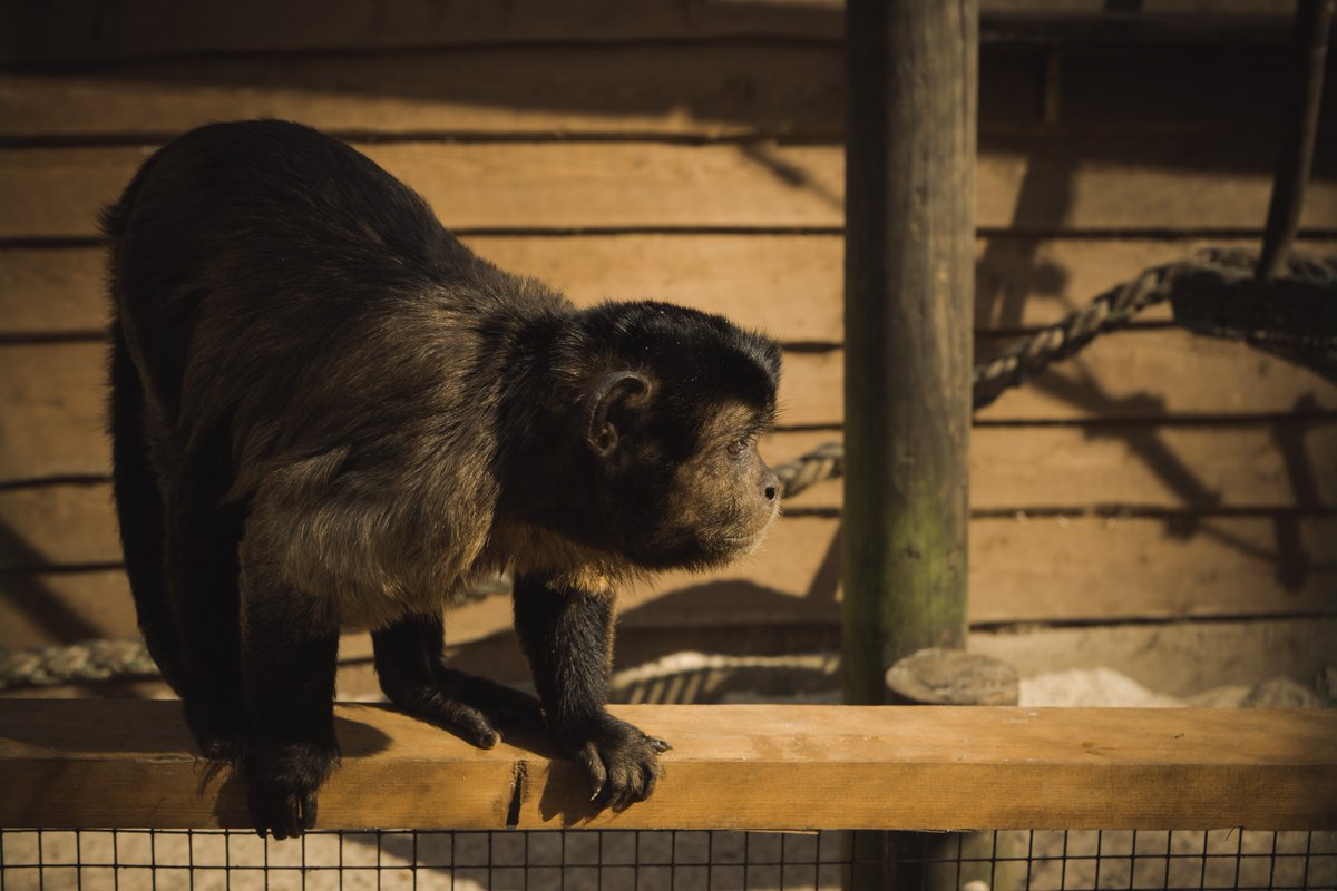 XilixiR_'s tweet photo. #Cebus #Cebidae #Animals https://t.co/FcYVWe7ho5