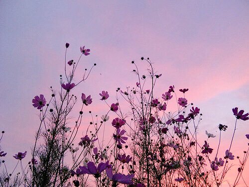 Blankedposts's tweet image. there is so much beauty in the world if you just know where to look