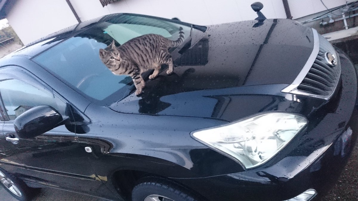 かねこ きまぐれクック בטוויטר 車に最近よく肉球の跡ついてるから近所の野良の仕業だと思ってたら こいつかぁ ばきゃろう まあ外出さんぞ 笑