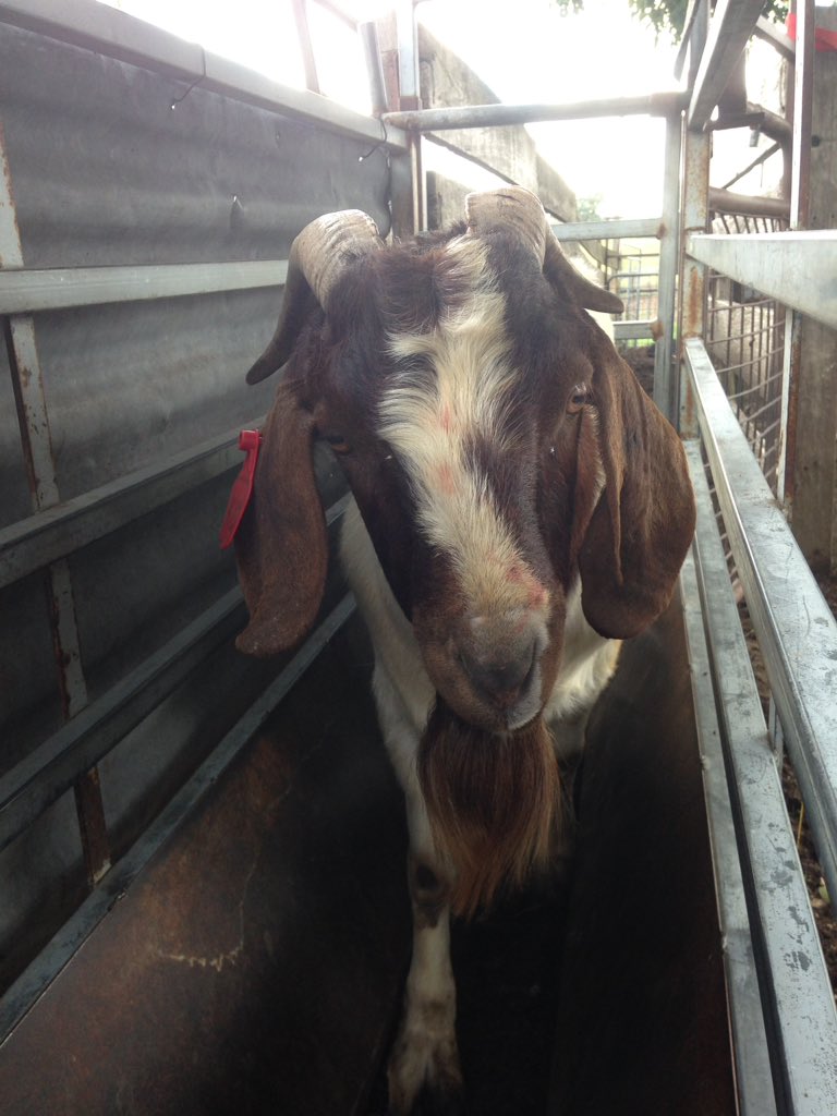 HanifHayyi's tweet photo. Wrestle this 64kg beast yesterday. The blood on his face ? Mine not his. 😵
#ozfarmer #sentrybox #agrorebel https://t.co/rj9xwKpWyN