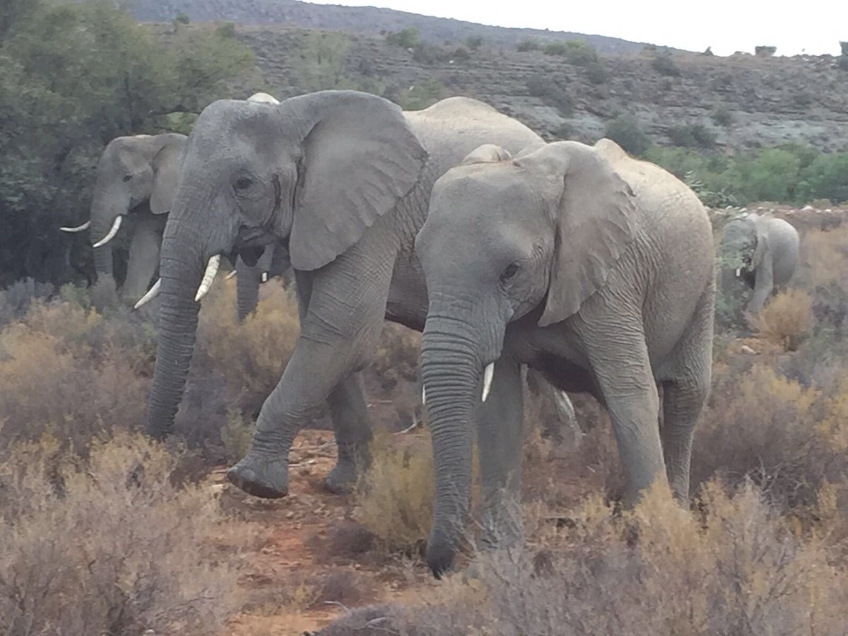 alikervin's tweet photo. Elephants on the move. @SanbonaSafari https://t.co/qZIqaQDwjt