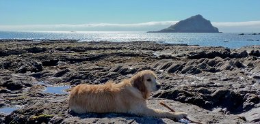 SouthHams_DC's tweet image. #Consultation on Dog Control Orders closes soon. Have your say on dog access, restrictions and facilities. Read on:
bit.ly/2nI1hMs