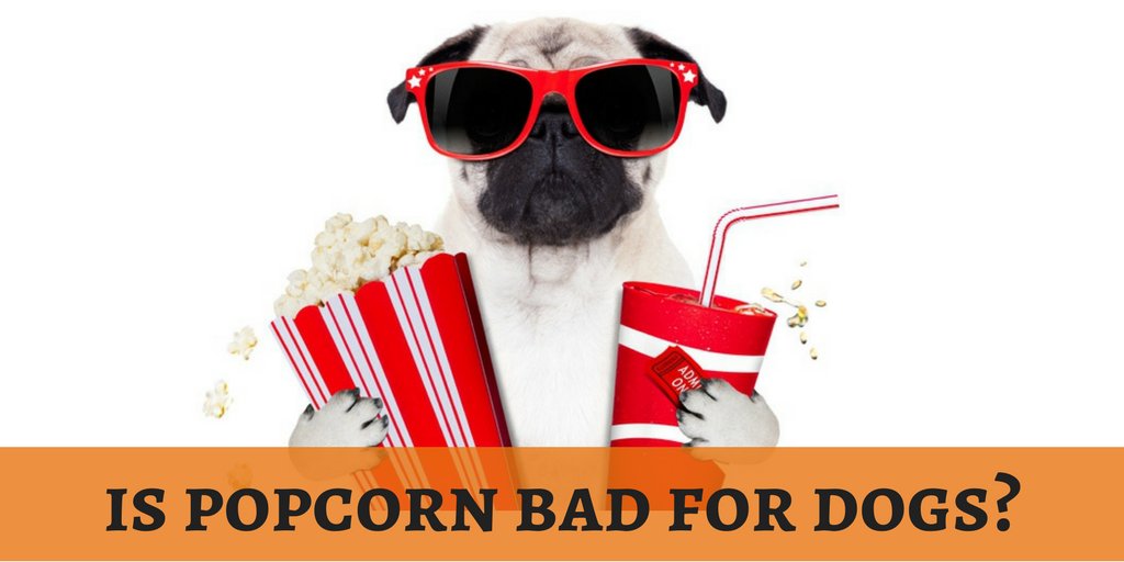 lovedogbabe's tweet photo. Movie nights are incomplete without popcorn. Shall we share some pupcorn to our pooch?
https://t.co/lHMCOcQ1o1
#dogbabe https://t.co/wXjPO2FYBu