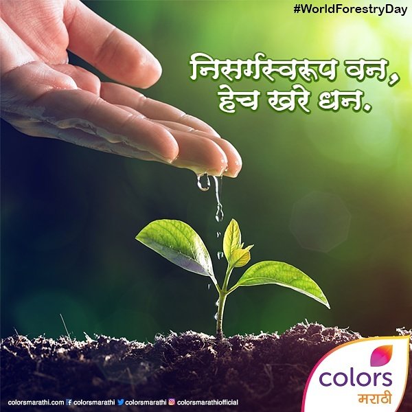 ColorsMarathi's tweet photo. #WorldForestryDay च्या दिवशी आपण वन आणि वन्य जीनवाचे संरक्षण करण्याची प्रतिज्ञा घेऊया. https://t.co/syrDR3netU