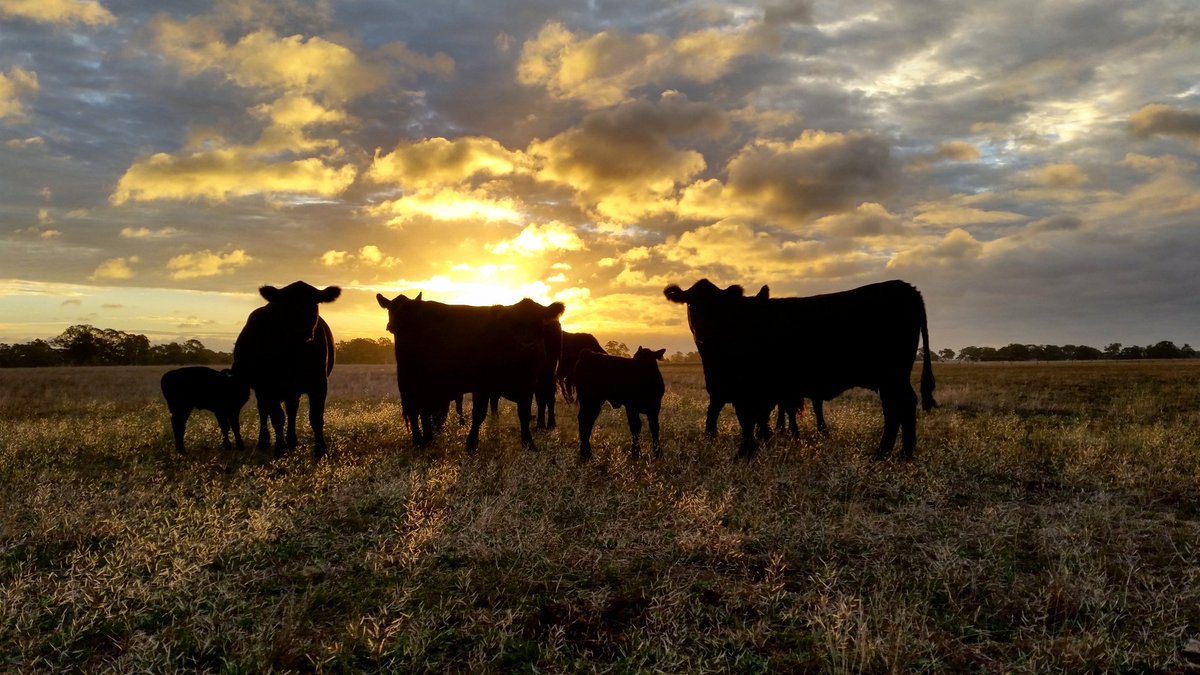 kate_fairlie's tweet photo. Stunning night, or the calm before the next storm? #aussiebeef #angus @lanark_angus https://t.co/WwIThFpfik