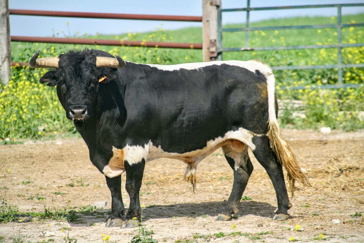Algunos de los toros lidiados en Castellon